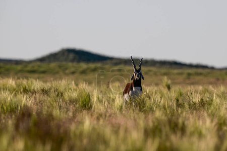 Männliche Blackbock-Antilope in der Ebene der Pampa, Provinz La Pampa, Argentinien