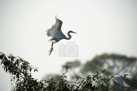 Great Egret in flight, Pantanal, Mato Grosso, Brazil.