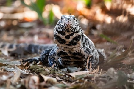 Tegu Lizard noir et blanc, Tupinambis merianae, Pantanal, Brésil