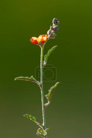 Photo for Wild flowers in semi desertic environment, Calden forest, La Pampa Argentina - Royalty Free Image
