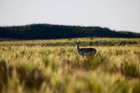 Téléchargez les photos : Female Blackbuck Antelope in Pampas plain environment, La Pampa province, Argentina - en image libre de droit