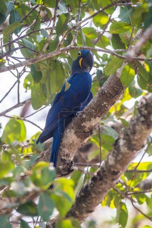 Photo for Hyacinth Macaw in  forest environment,Pantanal Forest, Mato Grosso, Brazil. - Royalty Free Image