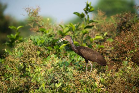 Téléchargez les photos : Limpkin en milieu humide, Forêt Pantanal, Mato Grosso, Brésil. - en image libre de droit