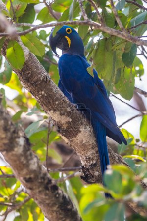 Photo for Hyacinth Macaw in  forest environment,Pantanal Forest, Mato Grosso, Brazil. - Royalty Free Image