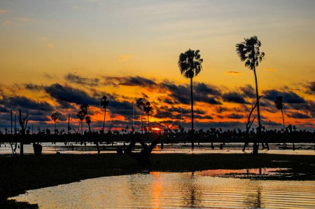 Paysage Sunst Palms dans le marais de La Estrella, province de Formosa, Argentine.