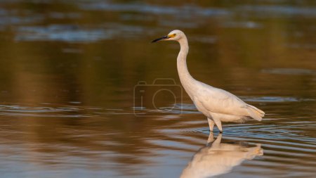 Photo for Snowy Egret, Egretta thula , perched, La Pampa Province, Patagonia, Argentina. - Royalty Free Image