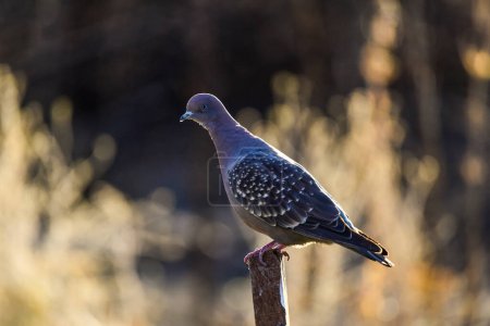 Photo for Spot winged Pigeon walking on the ground, La Pampa Province, Patagonia, Argentina. - Royalty Free Image