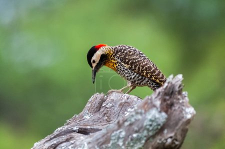 Green barred Woodpecker in forest environment, La Pampa province, Patagonia, Argentina.