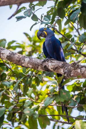 Foto de Guacamayo jacinto en el entorno forestal, Bosque Pantanal, Mato Grosso, Brasil. - Imagen libre de derechos