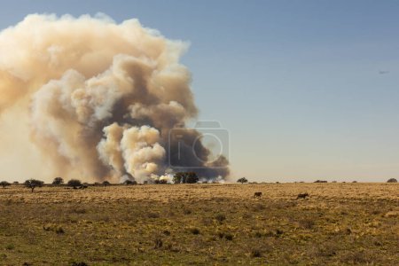 Photo for Grassland fire in La Pampa Province, Patagonia, Argentina. - Royalty Free Image