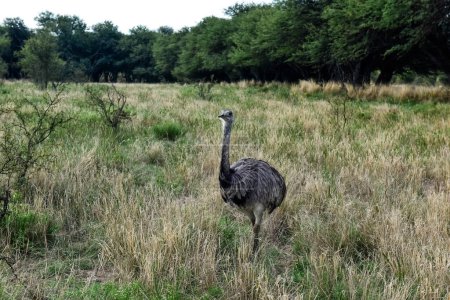 Photo for Greater Rhea, Rhea americana, in Calden Forest environment, La Pampa, Argentina. - Royalty Free Image