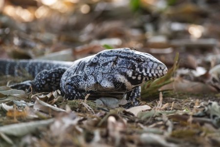 Téléchargez les photos : Tegu Lizard noir et blanc, Tupinambis merianae, Pantanal, Brésil - en image libre de droit
