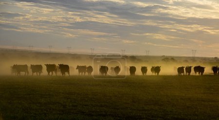 Téléchargez les photos : Bovins dans la campagne de Pampas, production de viande argentine, La Pampa, Argentine. - en image libre de droit
