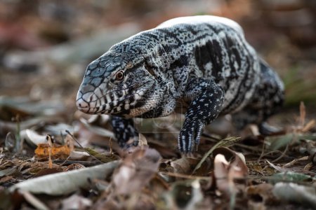 Téléchargez les photos : Tegu Lizard noir et blanc, Tupinambis merianae, Pantanal, Brésil - en image libre de droit