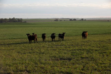 Rinder in der Pampa, argentinische Fleischproduktion, La Pampa, Argentinien.