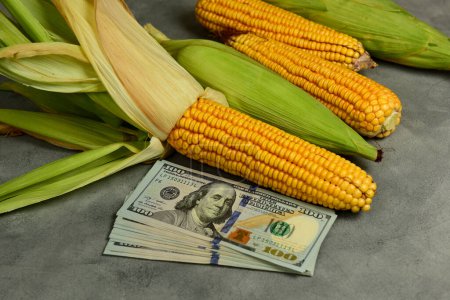 Foto de Dólares y granos de maíz, Concepto de comercio de granos y negocios agrícolas. - Imagen libre de derechos
