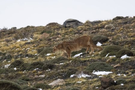 Puma en milieu montagneux, Parc National Torres del Paine, Patagonie, Chili.