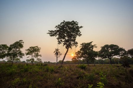Pantanal forest environment, Mato Grosso, Brazylia.