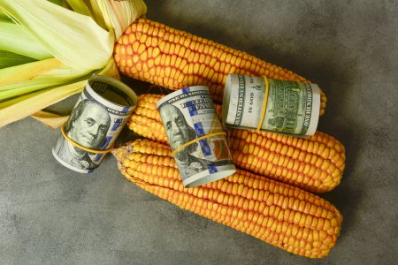 Téléchargez les photos : Dollars et céréales de maïs, Concept du commerce des céréales et des affaires agricoles. - en image libre de droit