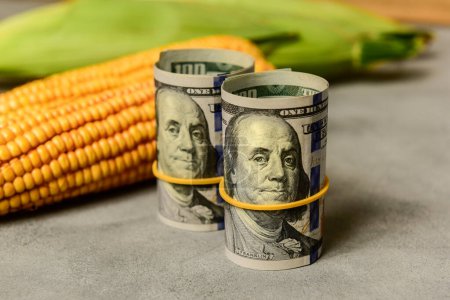 Foto de Dólares y granos de maíz, Concepto de comercio de granos y negocios agrícolas. - Imagen libre de derechos