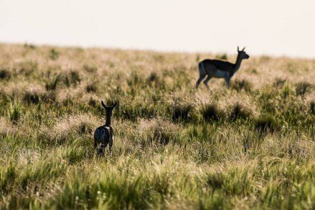 Photo for Female Blackbuck Antelope in Pampas plain environment, La Pampa province, Argentina - Royalty Free Image