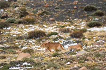 Puma im Gebirge, Nationalpark Torres del Paine, Patagonien, Chile.