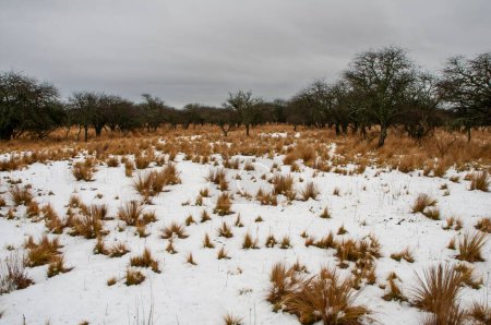 Verschneite Landschaft in Calden Waldumgebung in La Pampa, Patagonien, Argentinien.