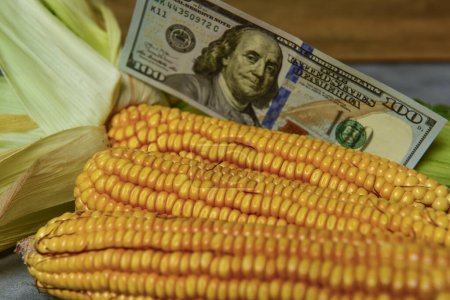 Téléchargez les photos : Dollars et céréales de maïs, Concept du commerce des céréales et des affaires agricoles. - en image libre de droit