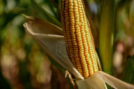 Corn in plant in the Argentine Countryside, Patagonia, Argentina.