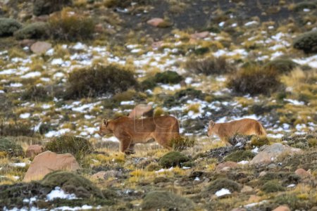 Puma in mountain environment, Torres del Paine National Park, Patagonia, Chile.