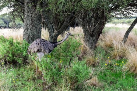 Photo for Greater Rhea, Rhea americana in Calden Forest environment, La Pampa, Argentina. - Royalty Free Image