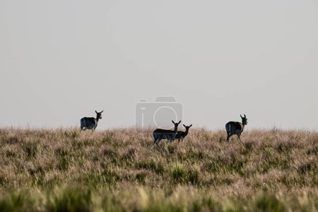 Foto de Female Blackbuck Antelope in Pampas plain environment, La Pampa province, Argentina - Imagen libre de derechos