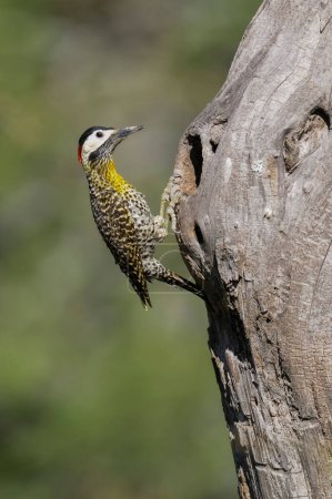 Green barred Woodpecker in forest environment,  La Pampa province, Patagonia, Argentina.