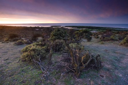 Téléchargez les photos : Paysage côtier de la péninsule Valdes au crépuscule, Patrimoine mondial, Patagonie Argentine - en image libre de droit