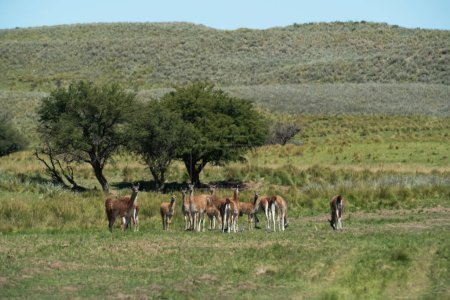 Guanacos dans l'environnement gazon Pampas, La Pampa, Patagonie, Argentine