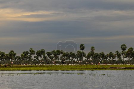 Krajobraz palm w La Estrella Różnorodność gatunków ptaków bagiennych, Prowincja Formosa, Argentyna.