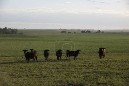 Foto de Ganado en el campo de Pampa, producción de carne argentina, La Pampa, Argentina. - Imagen libre de derechos
