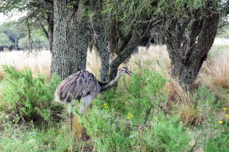 Photo for Greater Rhea, Rhea americana in Calden Forest environment, La Pampa, Argentina. - Royalty Free Image