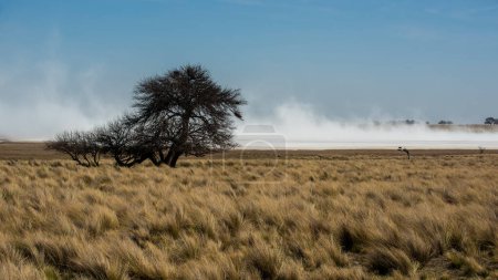 Strong wind blowing in a salt flat in La Pampa province, Patagonia, Argentina.