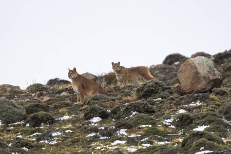 Foto de Puma en ambiente montañoso, Parque Nacional Torres del Paine, Patagonia, Chile. - Imagen libre de derechos