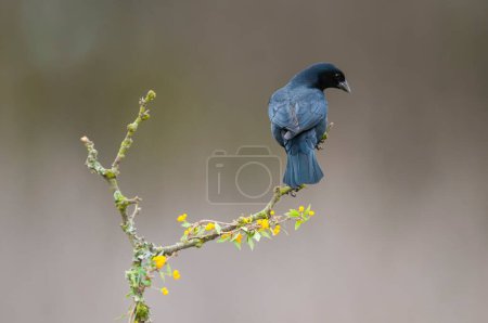 Shiny cowbird in Calden forest environment, La Pampa Province, Patagonia, Argentina.