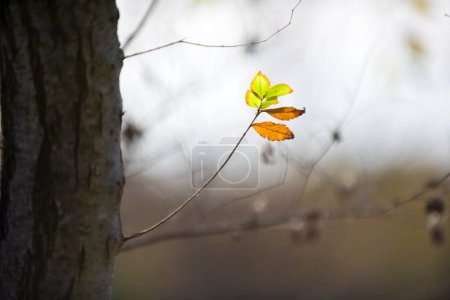 Photo for Autumn leaves in the forest, La Pampa Province, Patagonia, Argentina. - Royalty Free Image