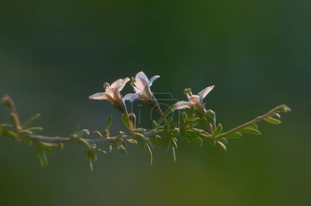 Foto de Flores silvestres en medio ambiente semidesértico, Bosque del Calden, La Pampa Argentina - Imagen libre de derechos