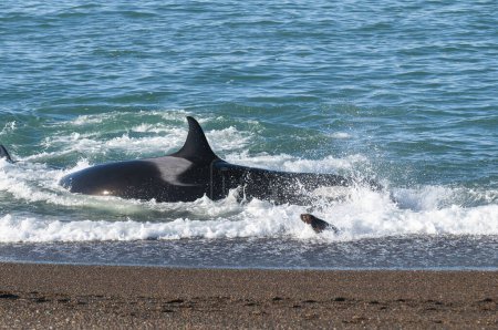 Killer Whale, Orca, hunting a sea lions , Peninsula Valdes, Patagonia Argentina