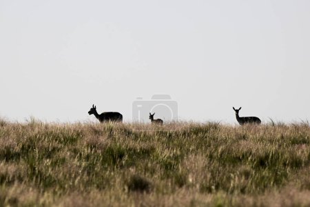 Téléchargez les photos : Female Blackbuck Antelope in Pampas plain environment, La Pampa province, Argentina - en image libre de droit