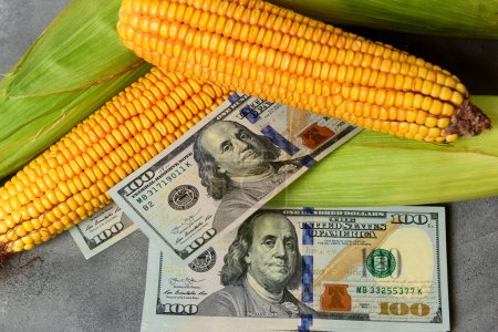 Dollars and corn grains, Concept of grain trade and agricultural business.