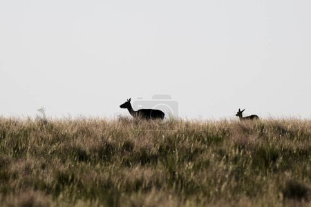 Foto de Female Blackbuck Antelope in Pampas plain environment, La Pampa province, Argentina - Imagen libre de derechos