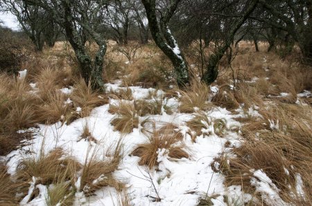 Paysage enneigé à Calden Environnement forestier à La Pampa, Patagonie, Argentine.