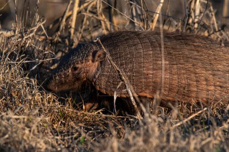 Photo for Armadillo in Pampas countryside environment, La Pampa Province, Argentina. - Royalty Free Image
