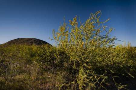 Téléchargez les photos : Buisson de Créosote, Parc National de Lihue Calel, La Pampa, Argentine - en image libre de droit